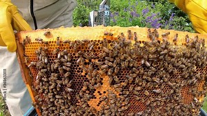 Honeycomb with bees. The bees pack honey comb with bee bread. Apitherapy.