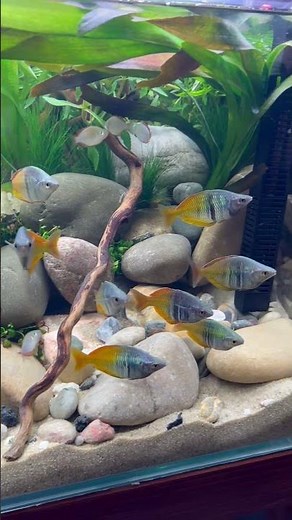 Amazing Rainbowfish Tank Setup!