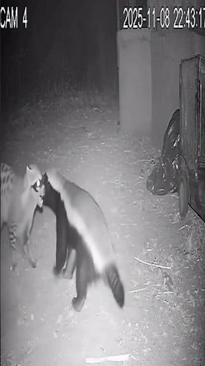 Can the weasel beat the honey badger? 🦡⚡🐾 #wildbattle #animalfight #natureclash #epicshowdown