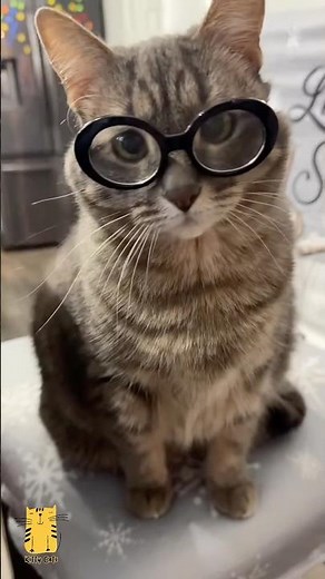 The Last Cat Completely Stole the Show! 😹 #shorts #funny #cats