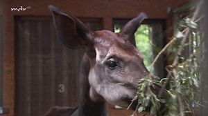 Einen Monat war Okapi-Oma Ibina nun allein im Stall. Jetzt bekommt die alte Dame im Zoo Leipzig wieder einen Mitbewohner und zwar aus Berlin. Freude und Aufregung geben sich da die Klinke in die Hand, auch bei Pflegerin Tana Schleinschock. Ein Okapibulle kommt eben nicht alle Tage an. Die Vorbereitungen laufen wie am Schnürchen. Die Ankunft des Berliners seht ihr in der neuen ETC-Folge ... ▶️ mdr.de/s/etc1086 | Elefant, Tiger & Co
