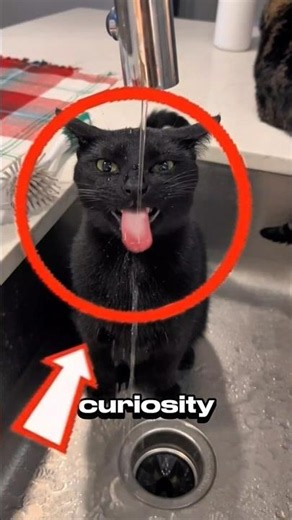 🐈‍⬛ If a Black Cat Crosses Your Path, Should You Be Worried?.. #cat #blackcat #car