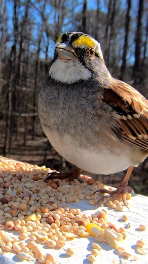 Have your White-throated Sparrows have Returned | Birds Walking Down