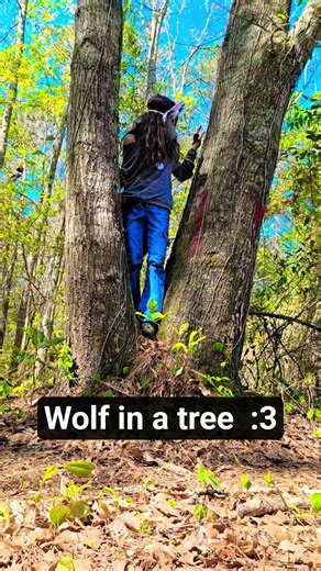 wolf in a tree #furry #theriangear #therianthropy #quadrobics #therian #therians #dragonpuppeteer