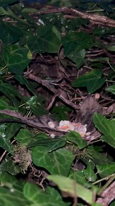 16K views · 1.5K reactions | The bramble family have just had supper on the hedgerow to the sounds of a large flock of Canada geese flying overhead | The Mouse family that live by the brambles | Facebook