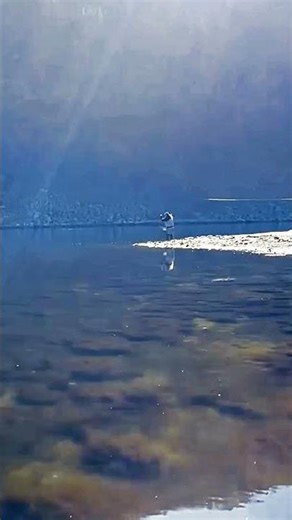 A long fly cast in perfect light 😊 #short