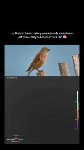🪐 on Instagram: "This visualization turns birdsong into structure by mapping vocalizations into measurable acoustic features like pitch, rhythm, repetition, and spectral texture. When placed into a multi-dimensional space, recurring motifs, transitions, and similarities become visible over time. Bird calls that once sounded random begin to reveal consistent patterns. Certain sequences repeat across moments and environments, showing coordination, alerts, and behavioral signals that the human ear
