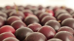 Shallow Dof Prunus Cerasifera Red Frui Stock Footage Video (100% Royalty-free) 28210876 | Shutterstock