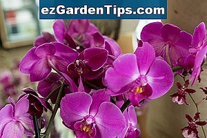 Comment prendre soin d'une plante Croton Gold Star Codiaeum 🌱 Conseils Jardiniers - Fr.ezGardenTips.com