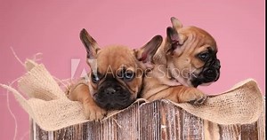 lazy French bulldog brothers resting, opening mouth and yawning in a burlap pouch in a old wooden box