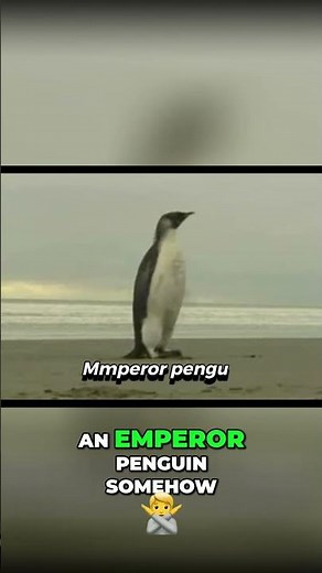 Happy Feet's Incredible Journey: Penguin's Rescue Story! #shorts
