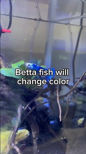 Why your betta fish changed color