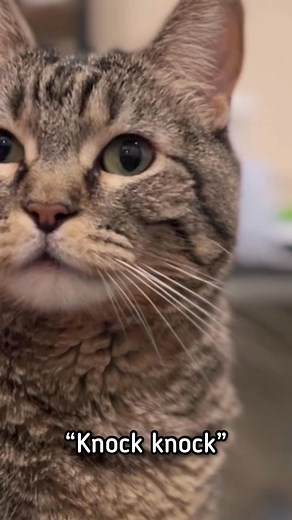 1.4K views · 62 reactions | I need better joke suggestions to get Penny to laugh, guys! Definitel... | Penny The Cat | Facebook