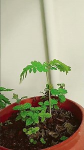 Tamarind plant in pot #terracegardening
