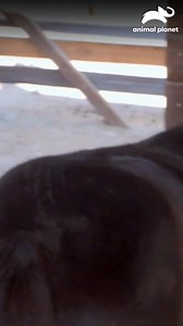 🐎 Estos caballos miniatura no dejan de sorprender. ¡Los expertos deberán crear el hogar ideal para ellos en este nuevo desafío! ⚠️😲 #GuaridasconEstilo Disfruta el contenido de Discovery en MAX. Suscríbete ahora: https://bit.ly/MAX-AnimalPlanetLa | Animal Planet Latinoamérica