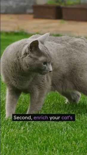 Stop Your Cat from Escaping — Fast Fix! 😱🐾 #cat #cathacks #catproblems
