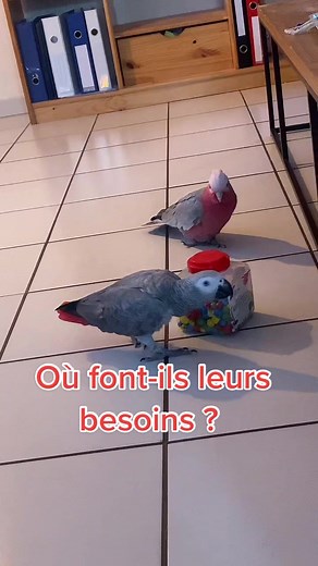 Comprendre les besoins des perroquets : conseils pratiques