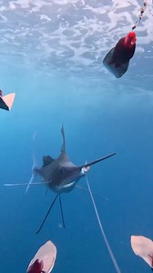 523K views · 6.1K reactions | Looking hungry. @fishtanksportfishing #viking64 #vikingyachts | Viking Yacht Company | Facebook