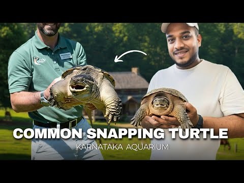 This Turtle Can SNAP! 😳🐢 | Common Snapping Turtle Explained | Karnataka Aquarium