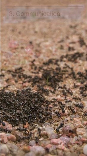10 Fascinating ant Facts for Kids | Fun and Educational Discover the World of Ants #ants #antsfacts