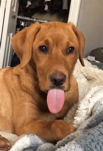 Humorous Dog Moments That Will Make You Laugh