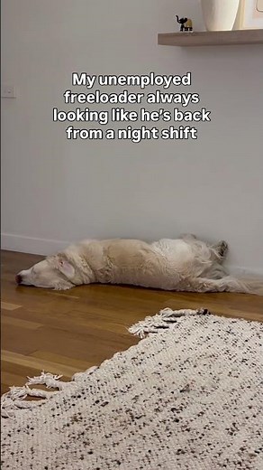 The life is ruff #goldenretriever #puppy #funny