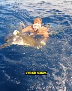 352 reactions · 47 comments | We saved a Turtle! #ocean #turtle #turtlelove | Your Saltwater Guide | Facebook