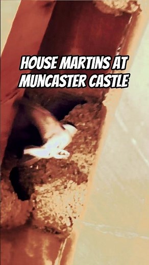 House Martins at Muncaster Castle #birds #shorts