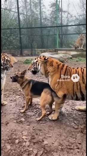 The Brave Dog Who Stopped a Tiger