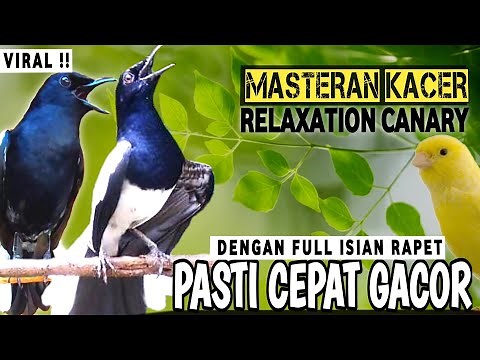 🔴VIRAL ⁉️ - MASTERAN KACER GACOR FULL ISIAN !! - Suara Burung Kacer yang cocok untuk Latihan ‼️