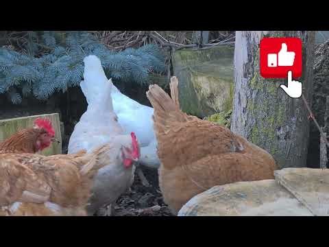 Chicken Digging For Insects