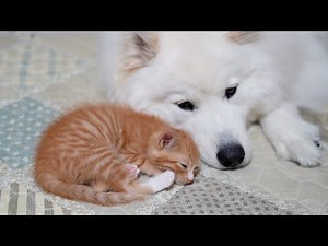 funniest dog and cat videos ever!!