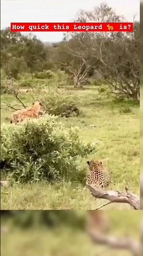Wildlife : EXPLOSIVE AMBUSH: Leopard Attacks Hyena to Steal Kill! 🐆💥 #wildlife #animals #hunting