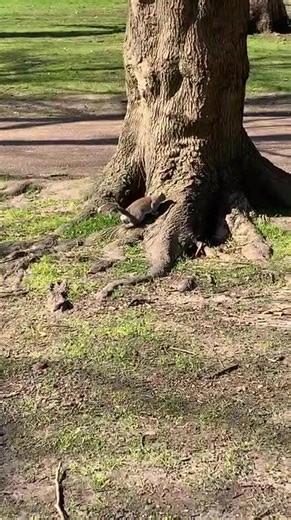 Cute squirrel climbing tree
