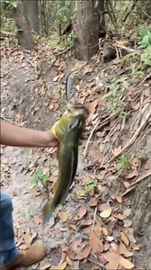 Baru lempar umpan, langsung disambar ikan besar #mancing #mancingmania #shorts #fishing #ikanbesar