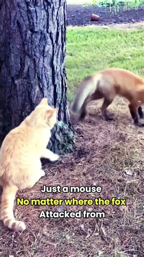 Cat vs Fox: Who Wins?