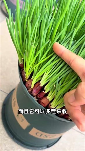 教你一年四季种香葱，新手到老手都能掌握