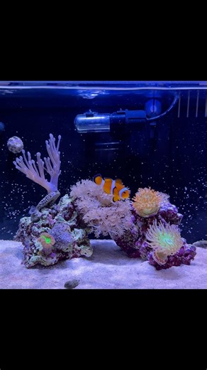 New yellow clown goby added to the reef 🥹💛🌊