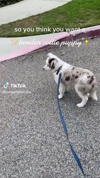 i drive my mom crazy daily… it’s a full time job #screammovie #bordercollie #fyp #fypシ #puppy #redmerle #redmerlebordercollie #bordercolliesoftiktok #goodboy #puppiesoftiktok #bordercollielove #bordercolliepuppy #puppylove #redmerlepuppy #bordercollieworld #funnypuppy #gooddog #goodvibes