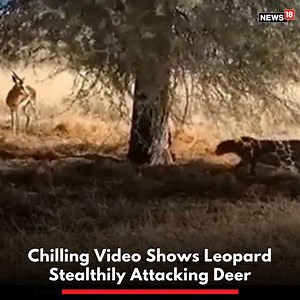 12M views · 7.4K reactions | The video shared by Indian Forest Service (IFS) officer Ramesh Pandey on Twitter captures an incredible scene from the wild of a leopard hiding and observing a deer before hunting it. #leopard #deer #wildlife #wildlifeplanet #animals #animallover #animalvideo #attack #viralvideo | News18 | Facebook