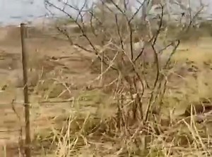 I tsutsuma ku humelela alandza vusiwana hala ayaku koh 😀 | Wisper Khalanga