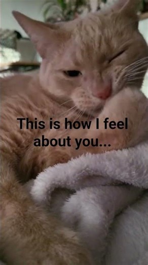 cat flips the middle finger