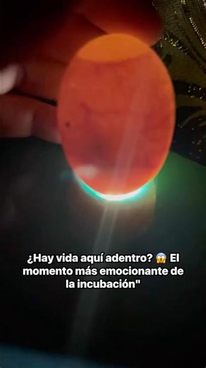 Que hay aquí adentro? 😱 El momento más emocionante de la incubación"