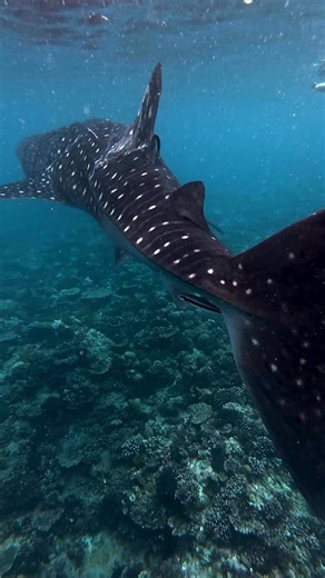92K views · 6.1K reactions | Whale sharks — the ocean’s gentle giants.  The largest shark on Earth, yet a peaceful filter feeder. Sadly, they’re endangered, facing threats like plastic pollution, fishing gear, and vessel strikes.  On International Whale Shark Day, let’s raise awareness and protect them.  Discoversharks Jalil Najafov | Discoversharks | Facebook
