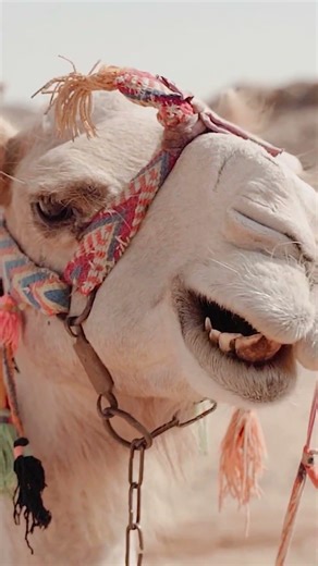 তেলের আগে আরব মানুষ | The Bedouin Reality