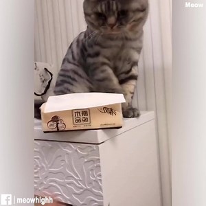 How is your pet cat angry at you? - Meow | Meow | Facebook