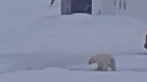 Eek! Roxanne Peyton spotted this polar bear wandering around St. Lunaire-Griquet this morning. More here: www.cbc.ca/1.4564520 | CBC Newfoundland and Labrador