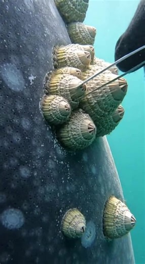 Satisfying Barnacle Removal from a Sea Turtle