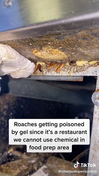 Silver Bullet Pest Control on TikTok