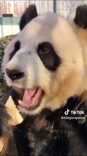 Pet giant panda, Chinese national treasure, protected animals Naughty, cute, naughty, animal#giantpanda#panda#pete#pet#petslove#fyp#fypシ @TikTok @tiktok creators @TikTok en español @chipgirlhere @itsnicoledrinkwater @boatkitten